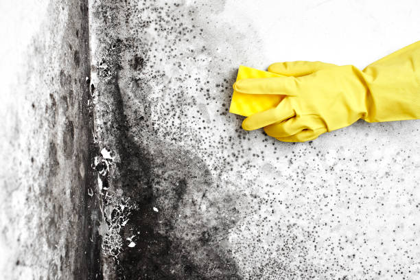 Best Local Mold Removal Service  in Oberlin, KS