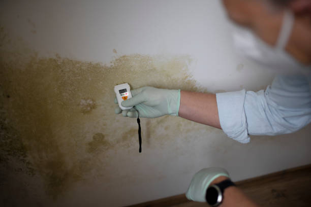 Mold Testing and Removal in Oberlin, KS