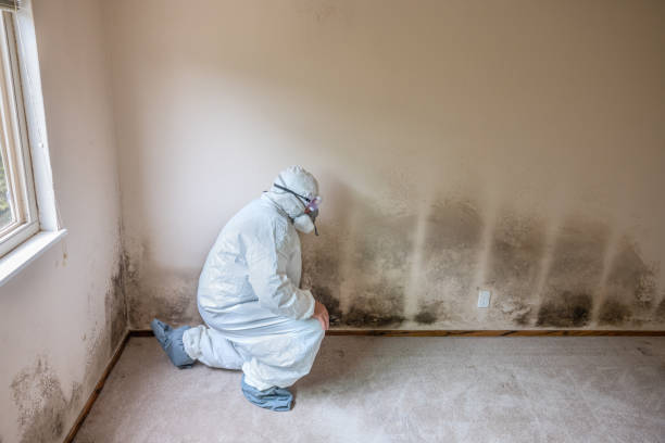 Best Commercial Mold Removal  in Oberlin, KS