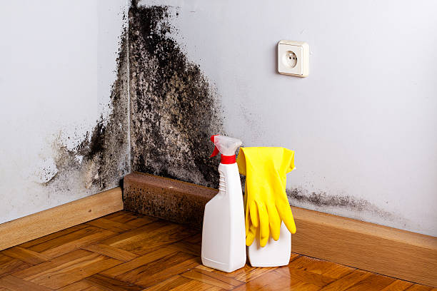 Oberlin, KS Mold Removal Company