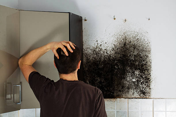 Attic Mold Removal in Oberlin, KS