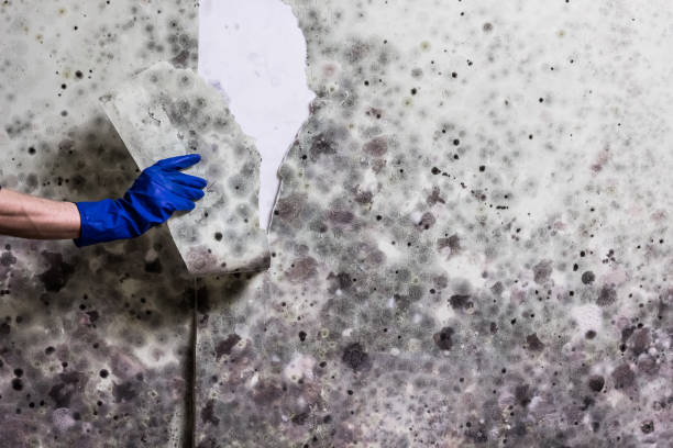 Best Fast Mold Removal  in Oberlin, KS